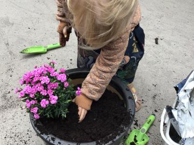 plante